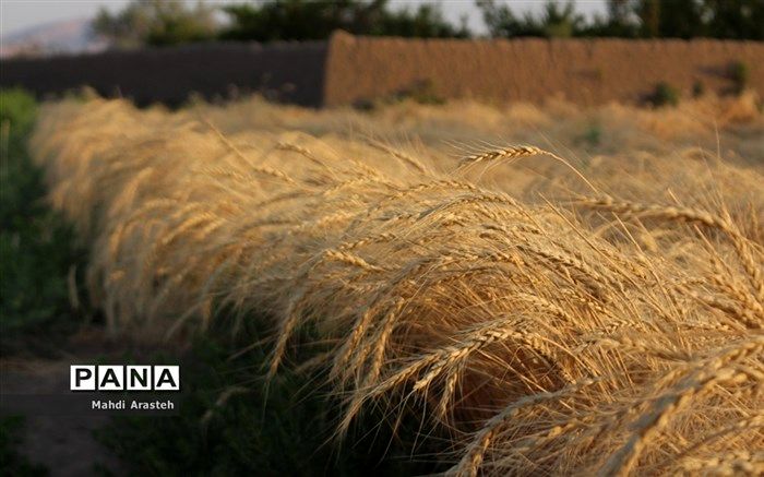 دولت چه میزان گندم از کشاورزان کشور خریداری کرده است؟