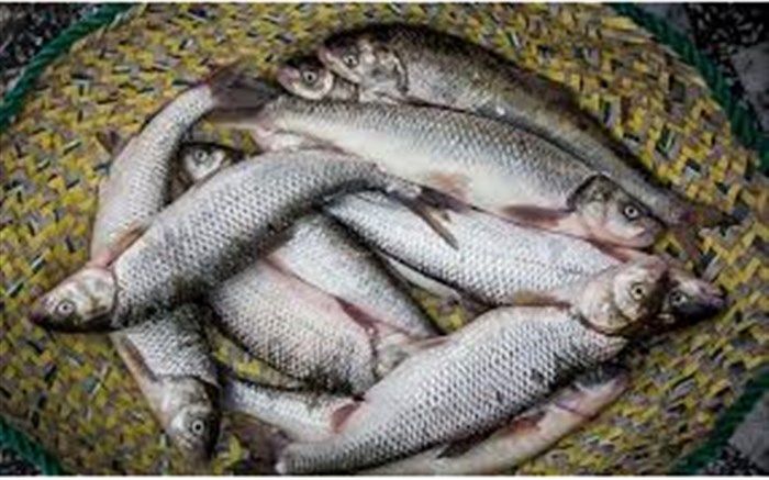 ۴ هزارتن ماهی قزل‌آلا صادر شد