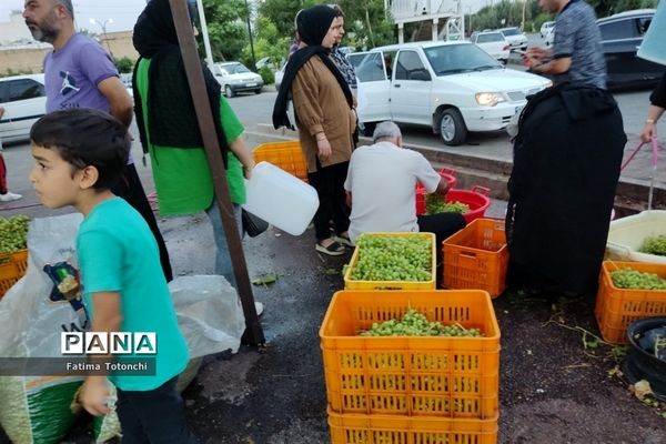 فصل آبغوره‌گیری در شیراز