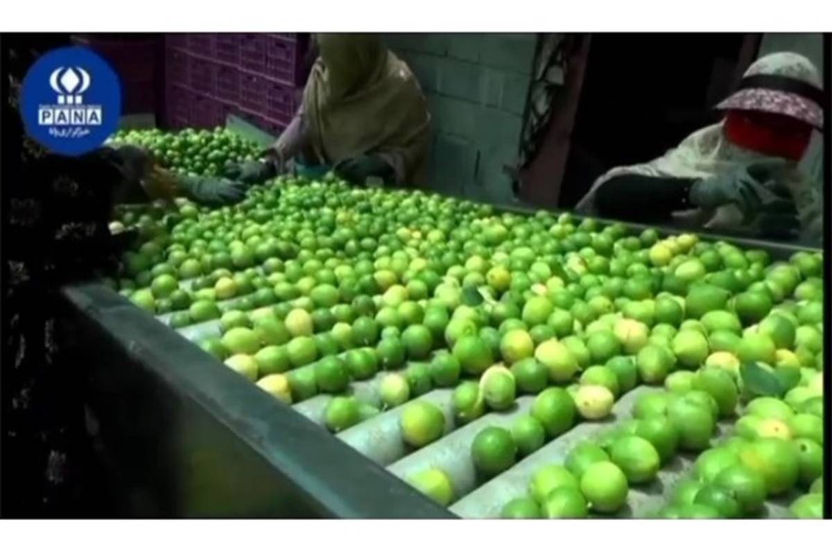 گلایه باغداران رودانی از نحوه قیمت گذاری لیمو ترش