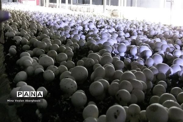 افتتاح و بهره‌برداری از طرح‌ها و پروژه‌ها در شهرستان پیشوا به‌مناسبت هفته دولت