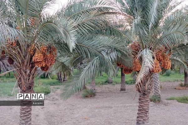پیاده‌روی از مسیر العلما تا کربلای معلی