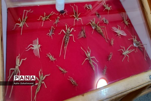 موزه تاریخ طبیعی در همدان