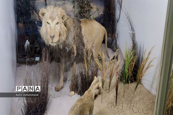 موزه تاریخ طبیعی در همدان
