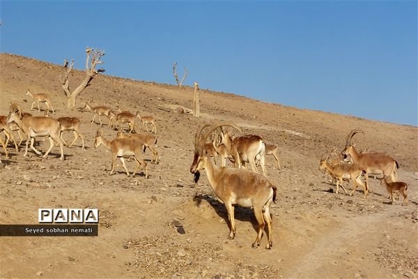 منطقه حفاظت شده چشمه خسرو