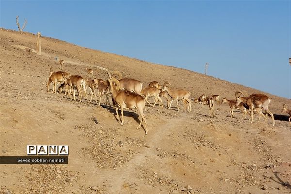 منطقه حفاظت شده چشمه خسرو