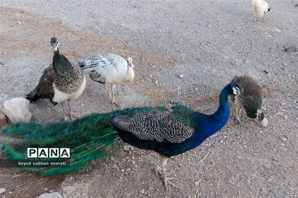منطقه حفاظت شده چشمه خسرو