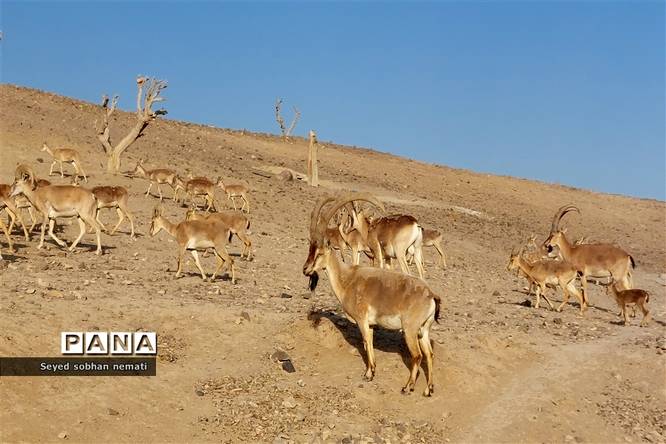 منطقه حفاظت شده چشمه خسرو