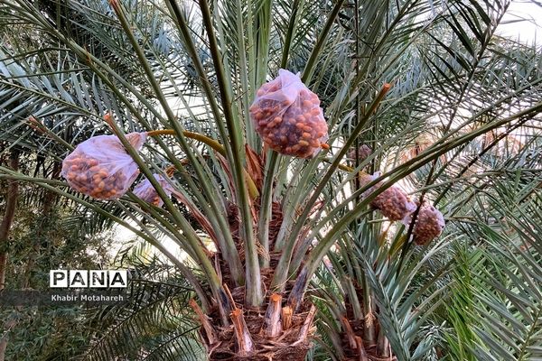 اولین جشنواره تجربه‌ محور برداشت خرما روستای حاجی آباد زرین شهرستان اردکان