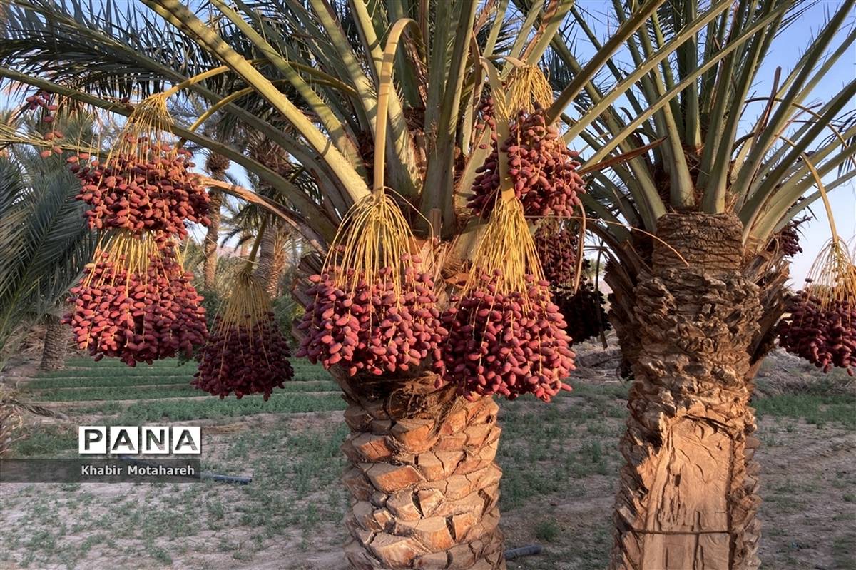 اولین جشنواره تجربه‌ محور برداشت خرما روستای حاجی آباد زرین شهرستان اردکان