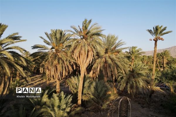 اولین جشنواره تجربه‌ محور برداشت خرما روستای حاجی آباد زرین شهرستان اردکان