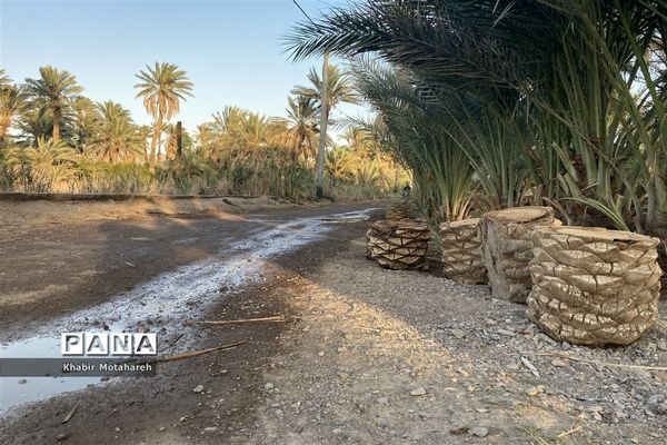 اولین جشنواره تجربه‌ محور برداشت خرما روستای حاجی آباد زرین شهرستان اردکان