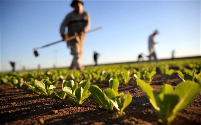 مساحت باغ‌ها و قلمستان‌های کشور در سال ١٤٠١، حدود ٩/١ میلیون هکتار برآورد شد