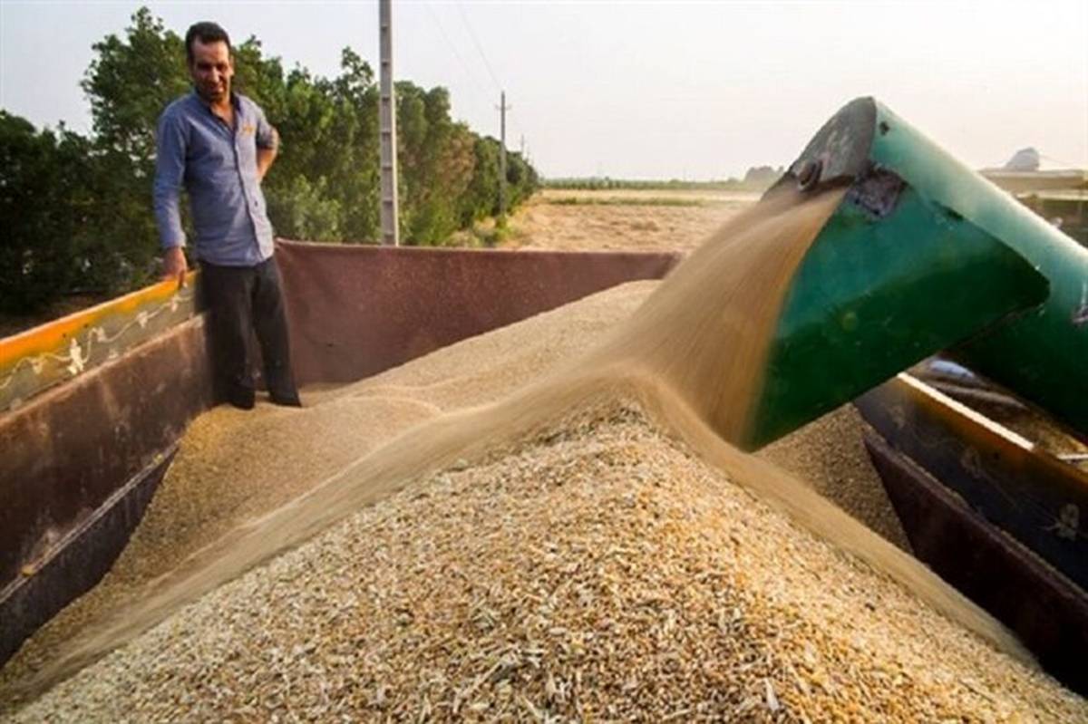 خرید بیش از یک میلیون تُن گندم از 3 استان زنجان، همدان و قزوین
