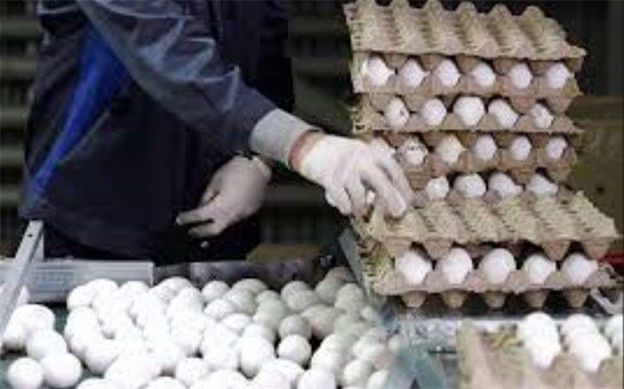 رکورد ۴۴ ساله صادرات تخم مرغ شکسته شد