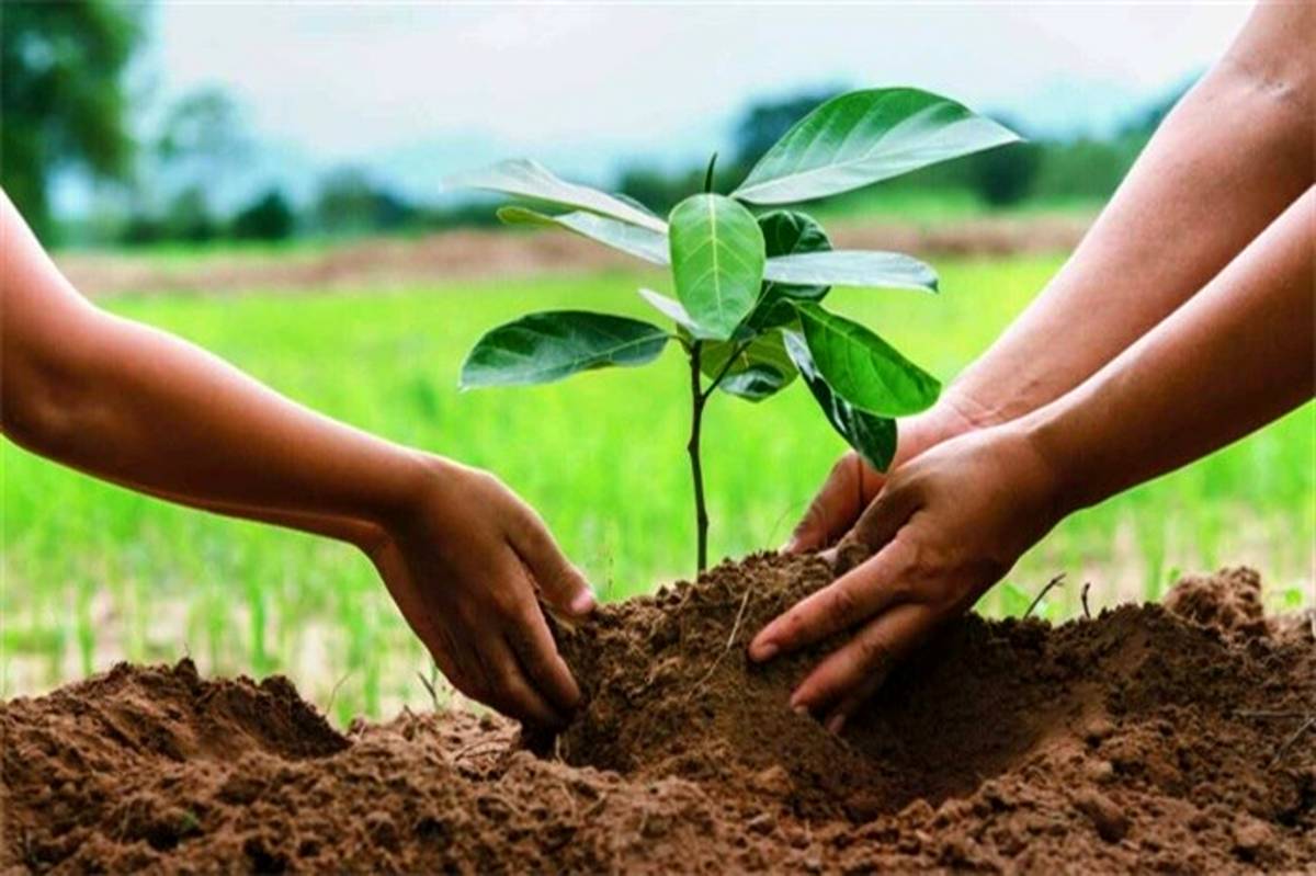 استفاده حداکثری از بارش‌های پاییزی برای انجام اقدامات بیولوژیک و کاشت درخت