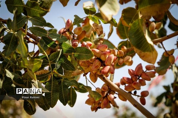 برداشت پسته در بخش ایلخچی