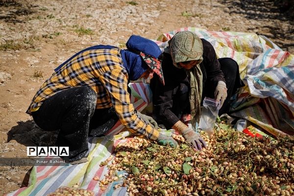 برداشت پسته در بخش ایلخچی