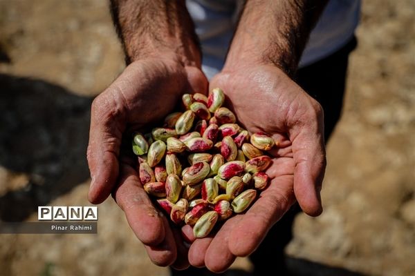 برداشت پسته در بخش ایلخچی