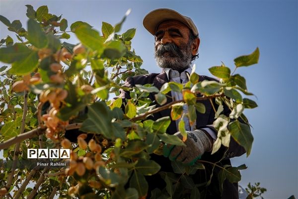 برداشت پسته در بخش ایلخچی