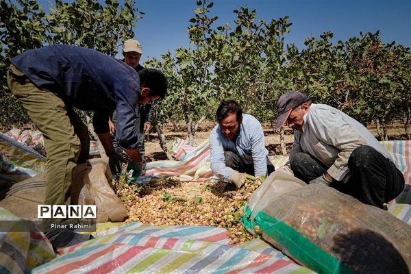 برداشت پسته در بخش ایلخچی