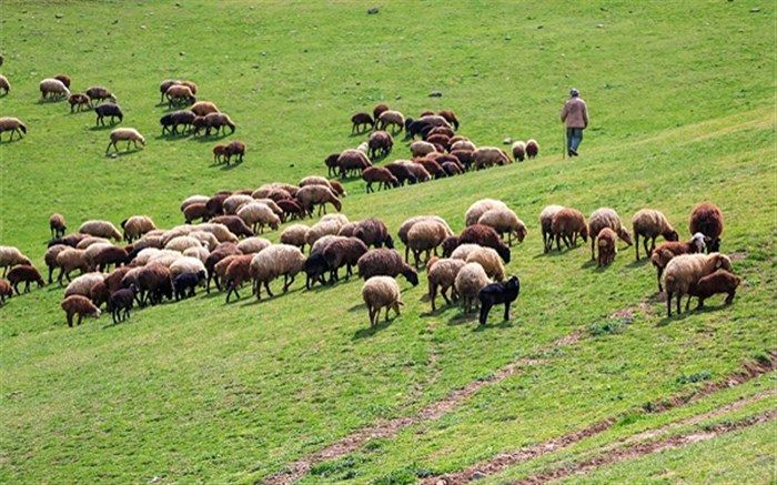 اعلام آمادگی عشایر کشور برای تولید قراردادی یک‌میلیون و ۴۰۰هزار رأس دام