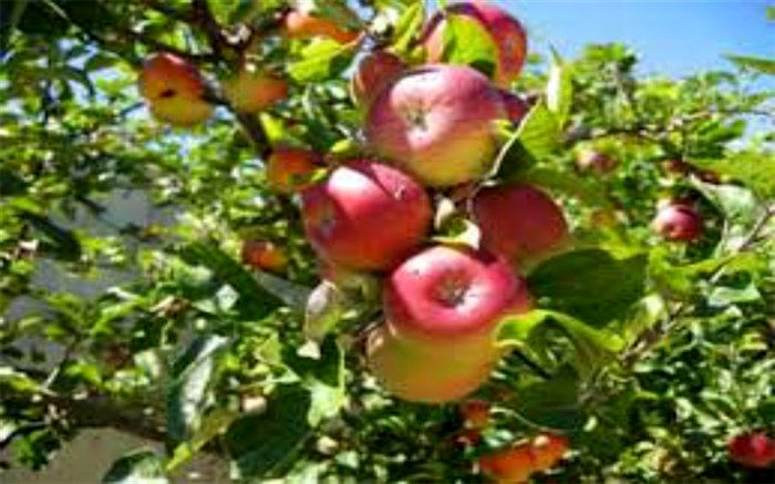 برداشت سیب پاییزه از باغات شهرکاج