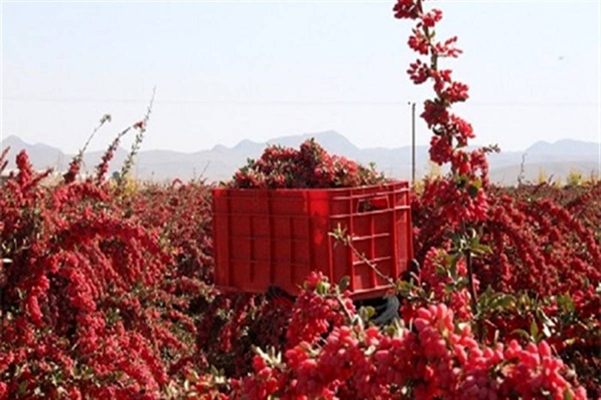 پوستر جشنواره ملی زرشک در بیرجند رونمایی می‌شود