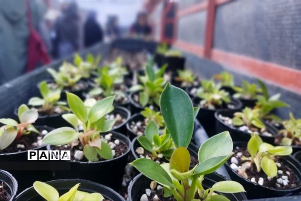 بازدید  از مزرعه للوک در بلده