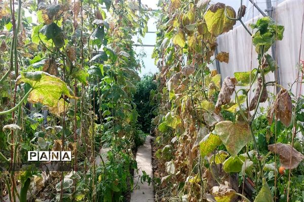 بازدید  از مزرعه للوک در بلده