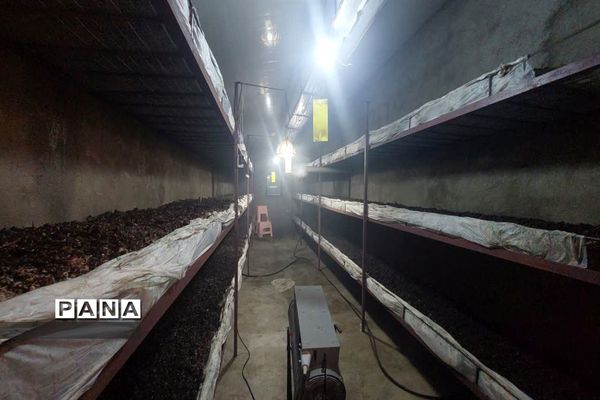 بازدید  از مزرعه للوک در بلده