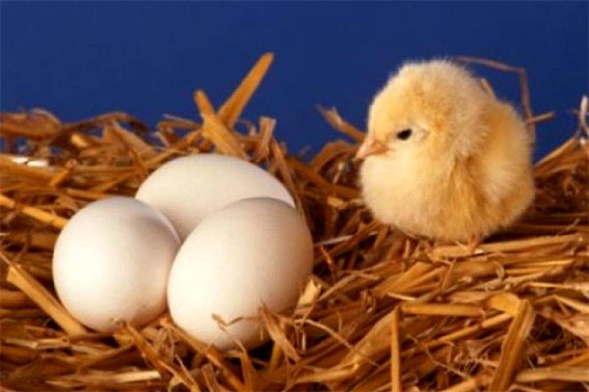 واردات ۲ میلیون تخم مرغ نطفه‌دار از ترکیه