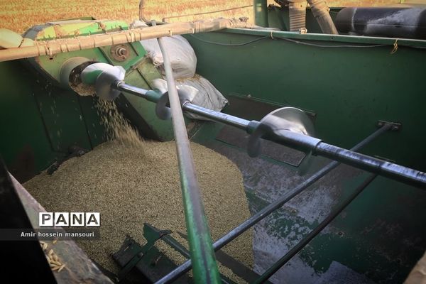 برداشت گندم و جو