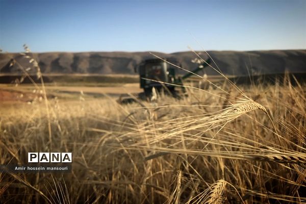 برداشت گندم و جو