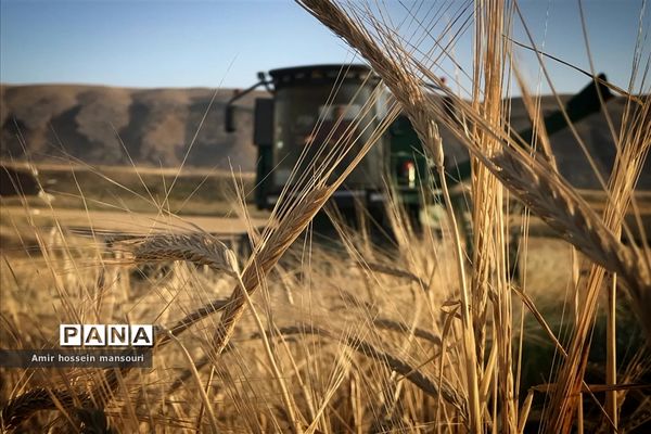 برداشت گندم و جو