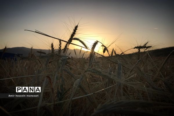 برداشت گندم و جو