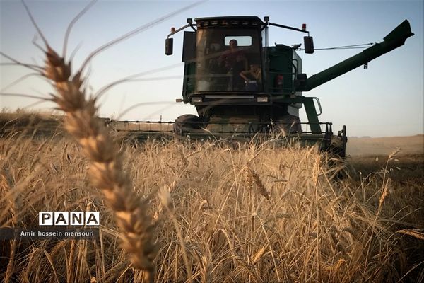 برداشت گندم و جو