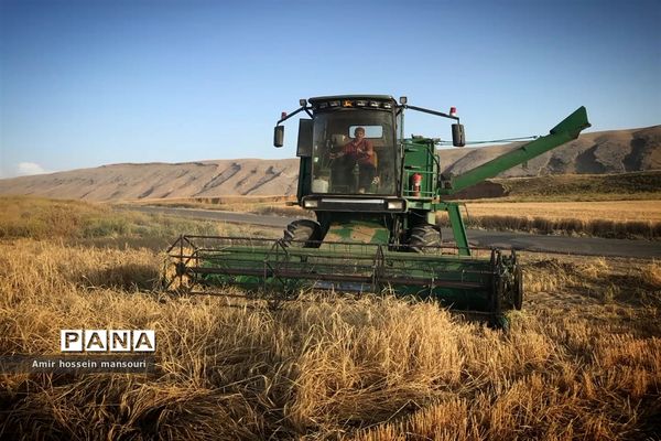 برداشت گندم و جو