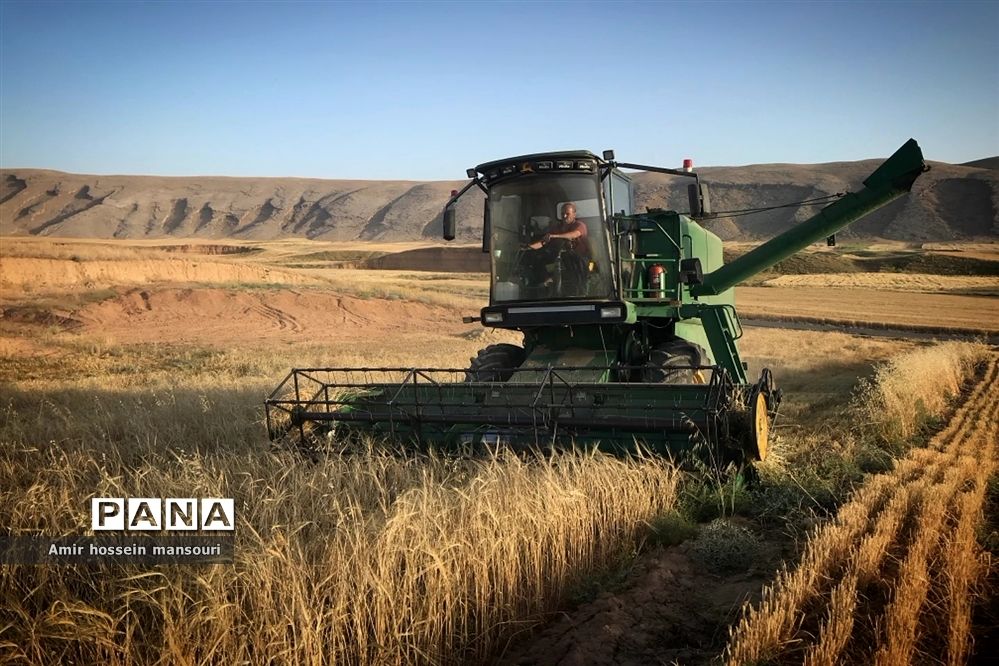 برداشت گندم و جو