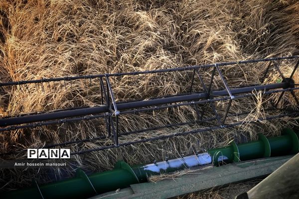 برداشت گندم و جو