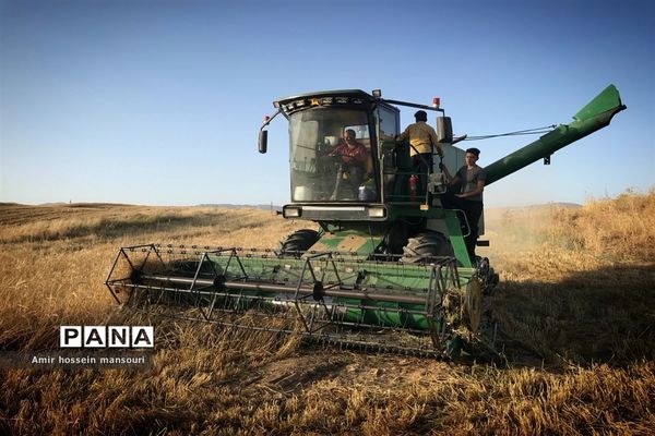 برداشت گندم و جو