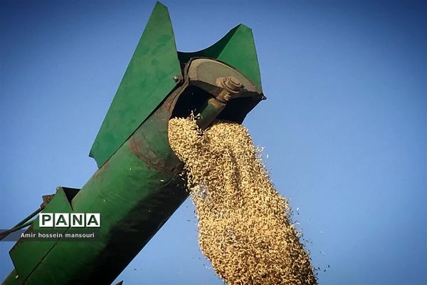 برداشت گندم و جو