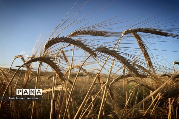 برداشت گندم و جو