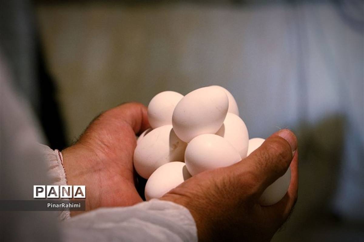 قیمت جدید تخم‌مرغ بسته‌بندی‌شده اعلام شد