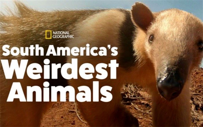 دوبله «عجیب‌ترین حیوانات آمریکا جنوبی» برای شبکه مستند آماده شد