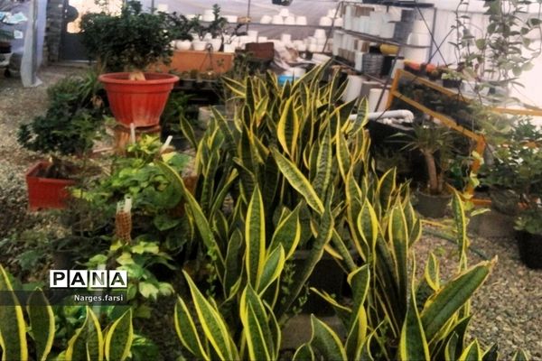 احداث اولین گلخانه روستای باقرآباد قم در روز ملی گل و گیاه