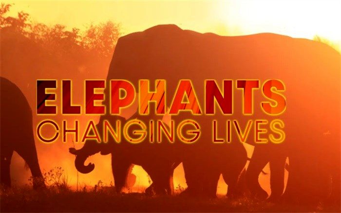 دوبله «زندگی در حال تغییر فیل‌ها» به شبکه مستند آمد