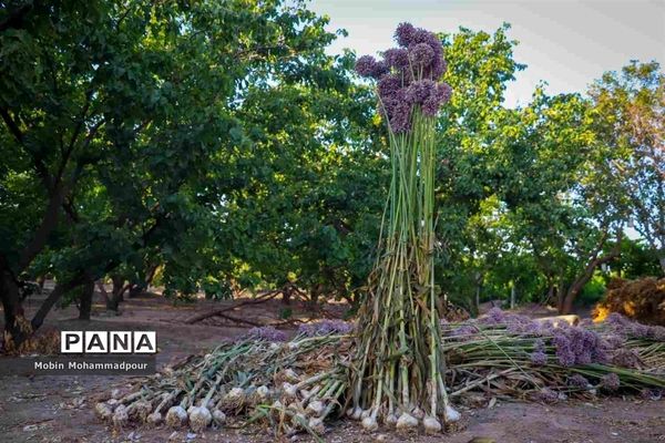 تیمورلو، پایتخت سیر ایران