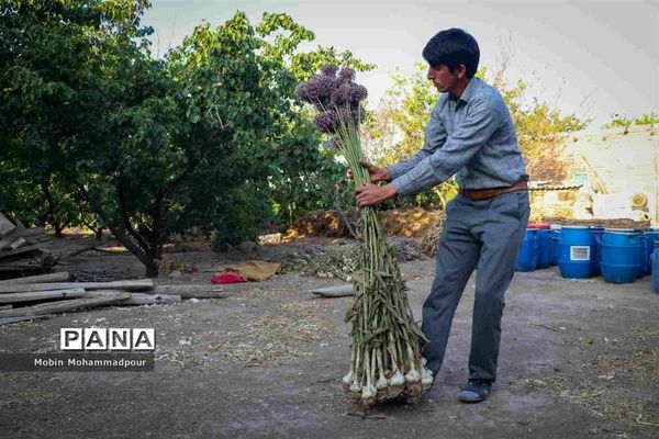 تیمورلو، پایتخت سیر ایران