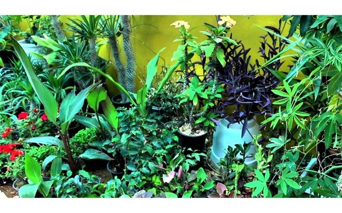 نمایشگاه گل و گیاه در گلکده بهار کانون امام خمینی (ره) / فیلم